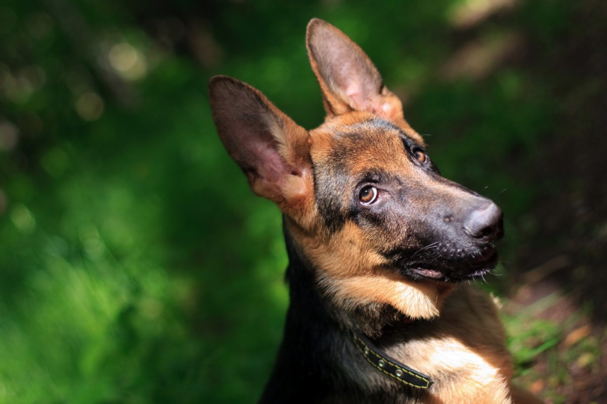 Portrait of german shepherd on a dark background